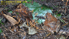 Rana japonica