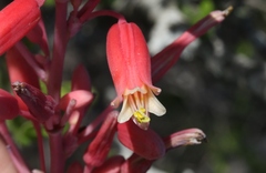Hesperaloe parviflora