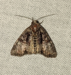 Neoligia subjuncta