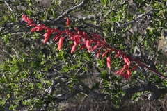 Hesperaloe parviflora