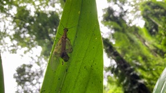 Protohermes costalis