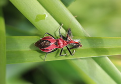 Gminatus wallengreni