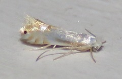 Phyllonorycter quercialbella