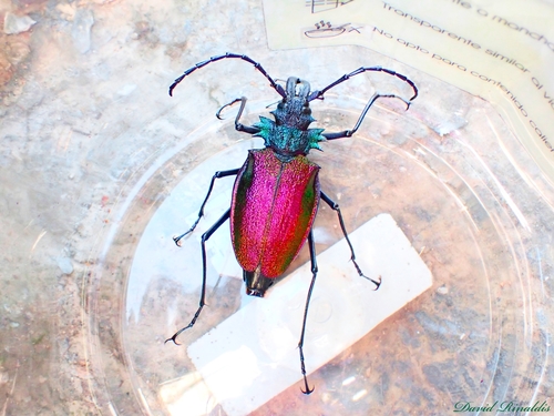 Psalidognathus friendii