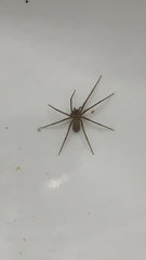 Loxosceles reclusa