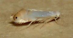 Phyllonorycter quercialbella
