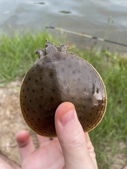 Apalone spinifera aspera