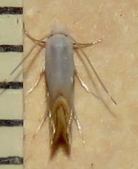 Phyllonorycter quercialbella