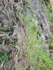 Wahlenbergia multicaulis