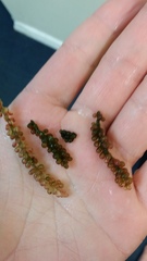 Caulerpa geminata