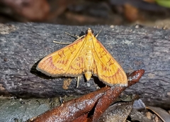 Prenesta scyllalis