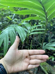 Meteorinae