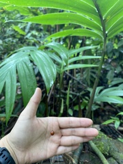 Meteorinae