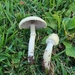 Stropharia melanosperma - Photo (c) Stephen Russell, some rights reserved (CC BY-NC), uploaded by Stephen Russell