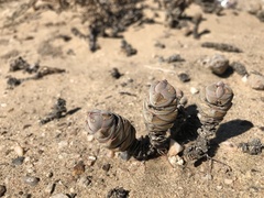 Crassula plegmatoides