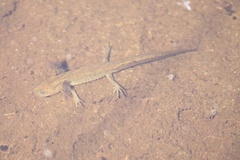 Ambystoma macrodactylum