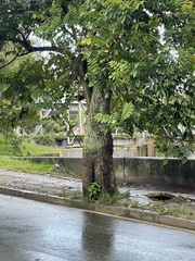 Spathodea campanulata