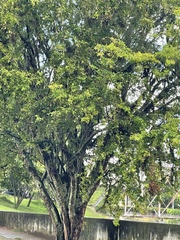 Pithecellobium dulce