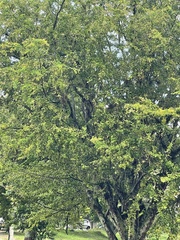 Pithecellobium dulce