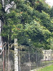 Spathodea campanulata