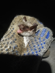 Myotis dasycneme