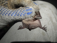 Myotis dasycneme