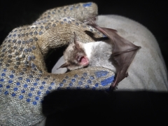 Myotis dasycneme