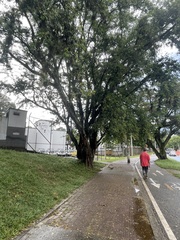 Pithecellobium dulce