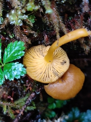 Chrysomphalina chrysophylla