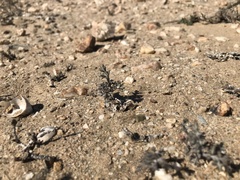 Pelargonium albersii