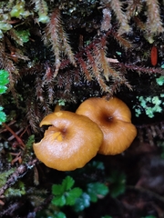 Chrysomphalina chrysophylla