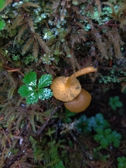 Chrysomphalina chrysophylla