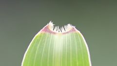 Setaria viridis pycnocoma