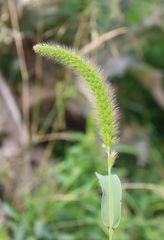 Setaria viridis pycnocoma
