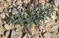 Euphorbia acuta
