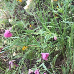 Calochortus amoenus