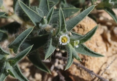 Euphorbia acuta