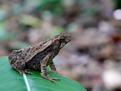 Incilius coniferus