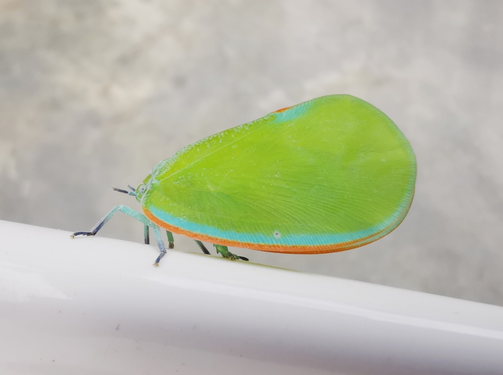 Flatida marginella