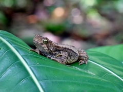 Incilius coniferus