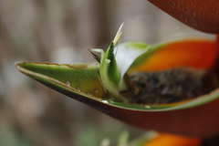Heliconia stricta
