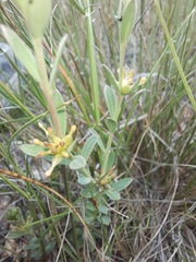 Pimelea curviflora
