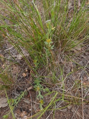 Pimelea curviflora