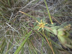 Pimelea curviflora