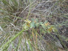 Pimelea curviflora