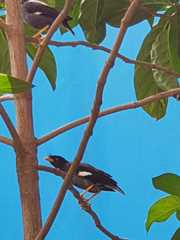 Acridotheres javanicus