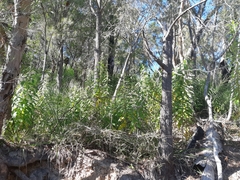 Astrotricha floccosa