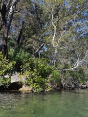 Astrotricha floccosa