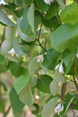 Styrax platanifolius