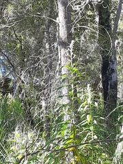 Astrotricha floccosa